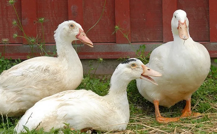 Les animaux hybrides les plus 23