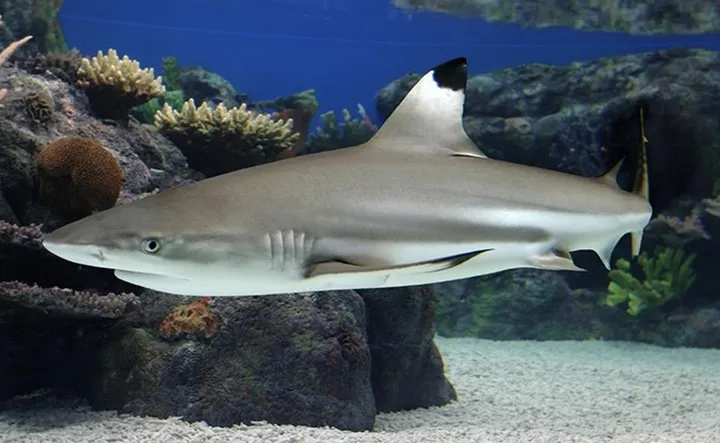 Les animaux hybrides les plus 03