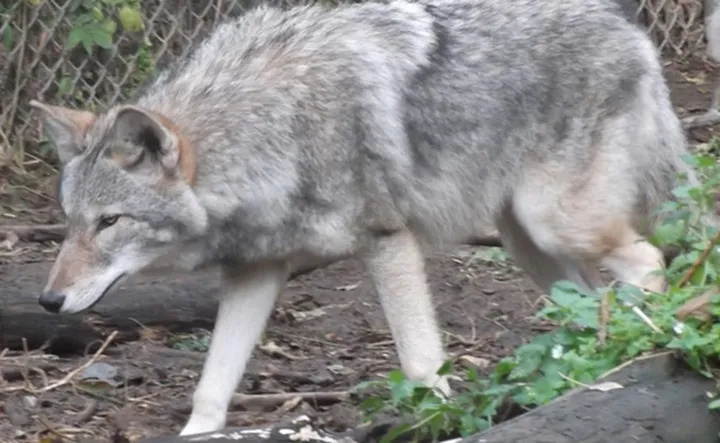 Les animaux hybrides les plus 04