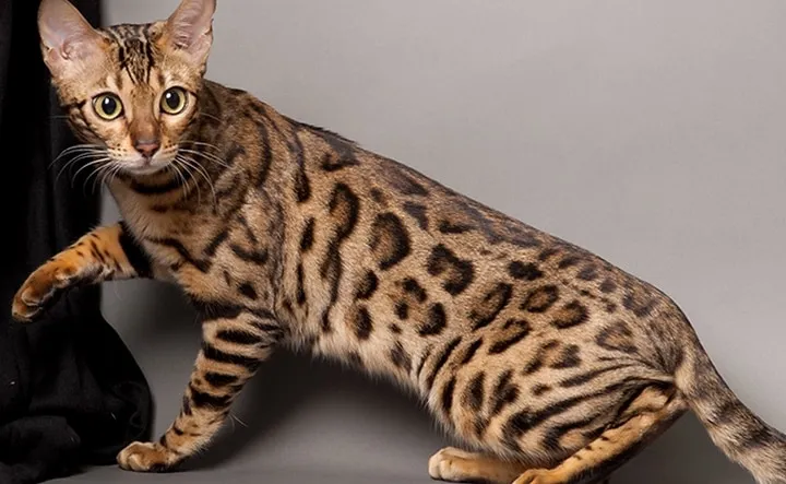 Les animaux hybrides les plus 05