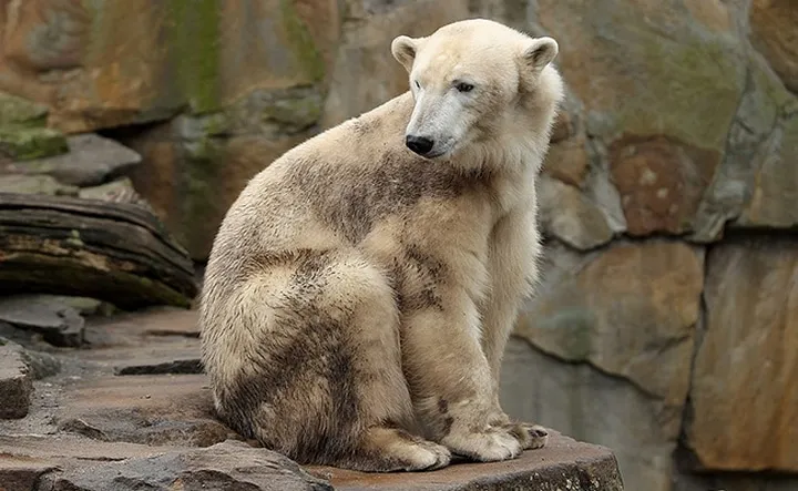Les animaux hybrides les plus 06
