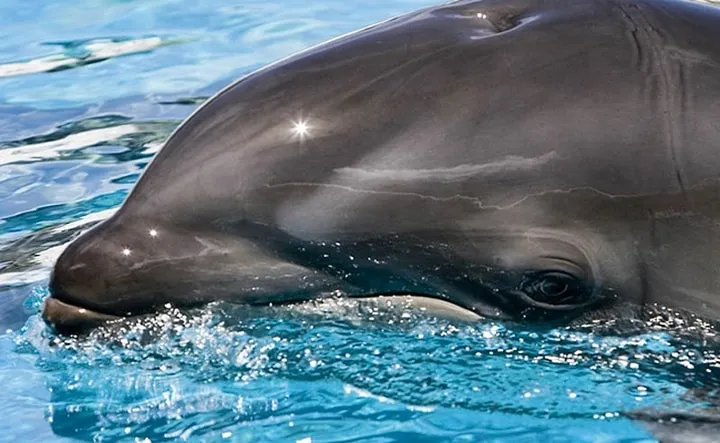 Les animaux hybrides les plus 08