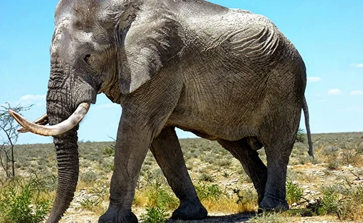 Les animaux hybrides les plus 09