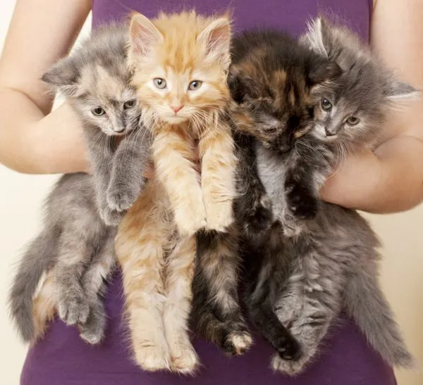 Les_chats_secrets_de_Disneyland-12