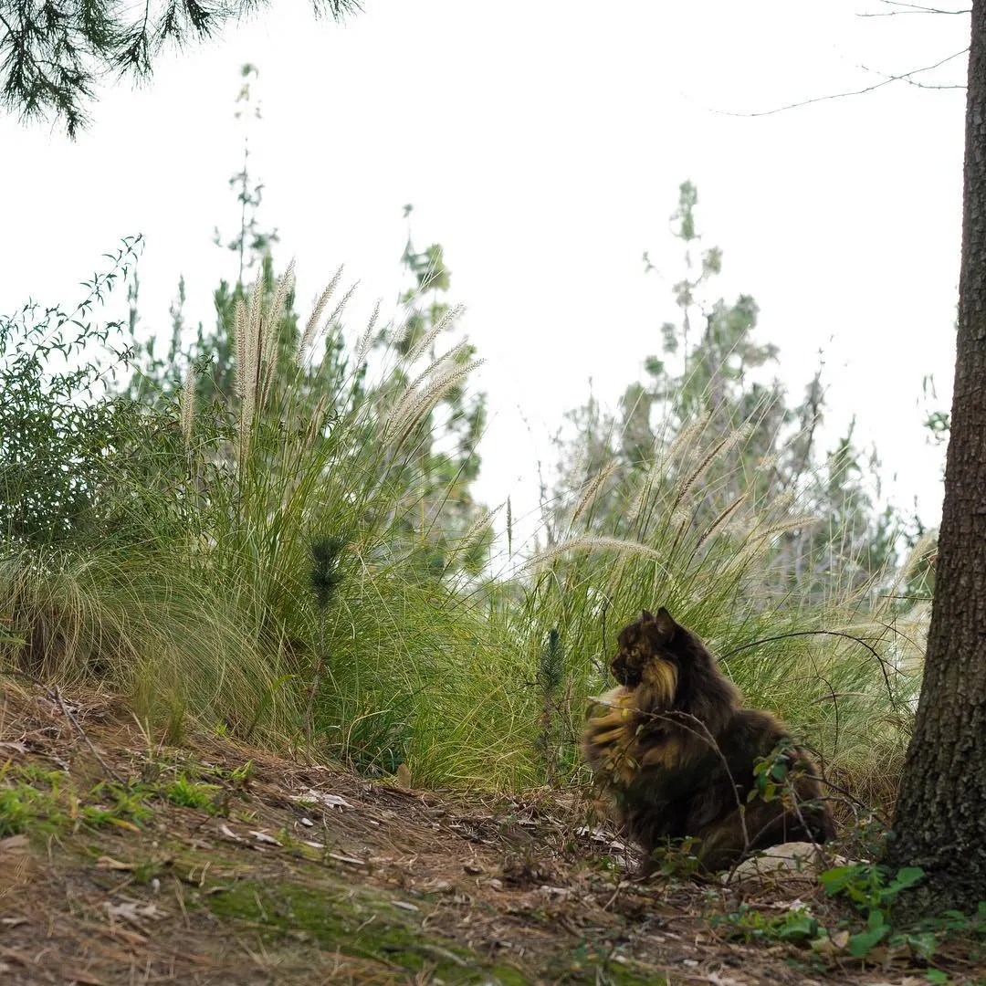 Les_chats_secrets_de_Disneyland-15