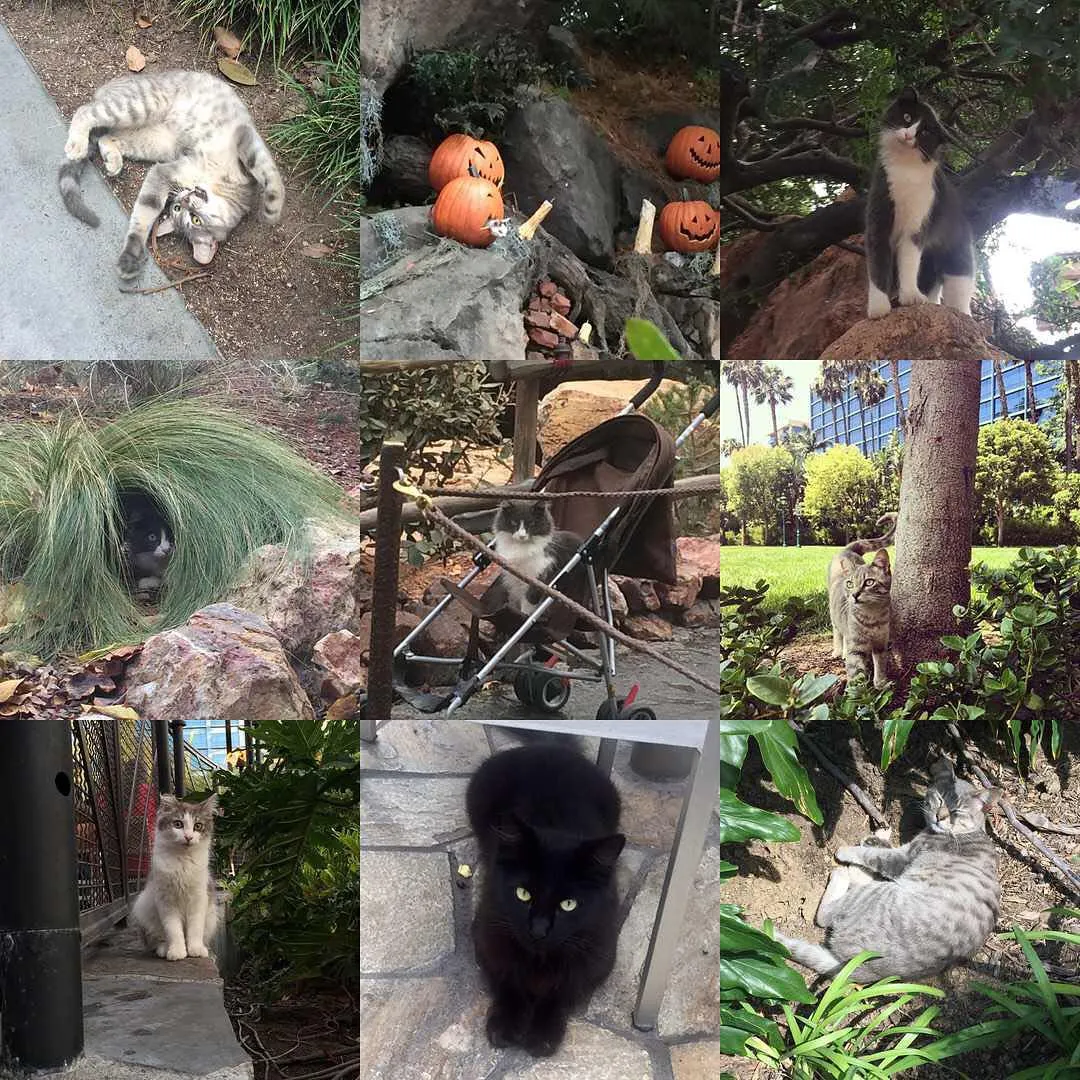 Les_chats_secrets_de_Disneyland-03