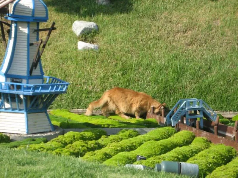 PawManeFin