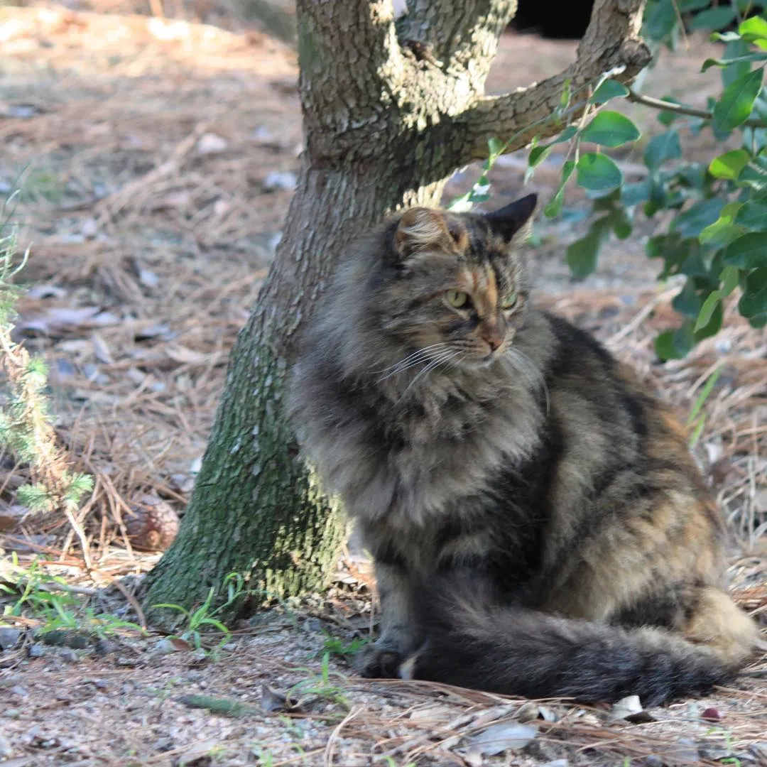 Les_chats_secrets_de_Disneyland-08