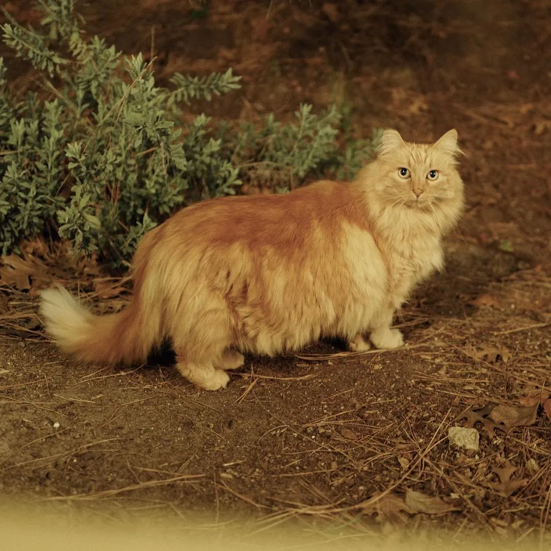 Les_chats_secrets_de_Disneyland-11