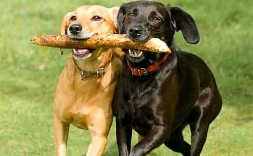 122115-dogs-give-treat-to-friends-3