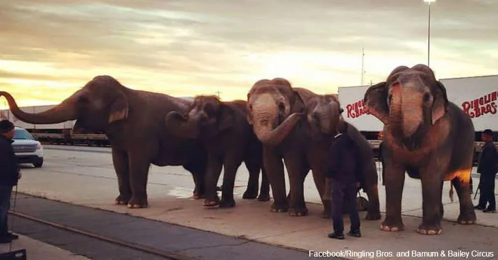 Les_Éléphants_de_Cirque_Commencent-f