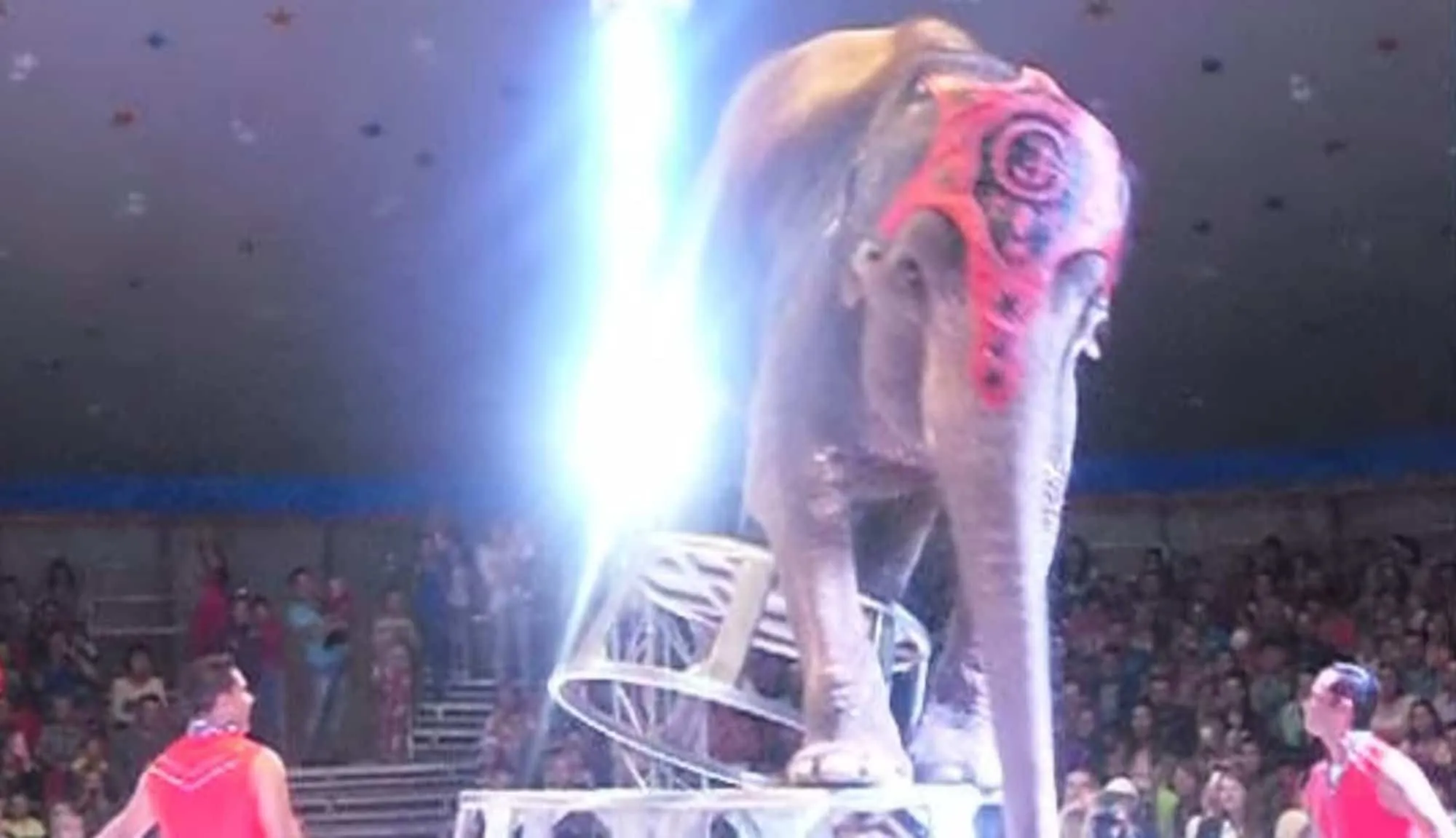 Les éléphants d’un cirque se précipitent pour aider leur ami, qui s’est effondré durant un numéro cruel.