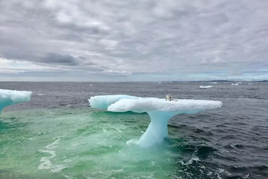 Les pêcheurs pensaient avoir trouvé un phoque sur un iceberg flottant, jusqu’à ce qu’ils y regardent de plus près