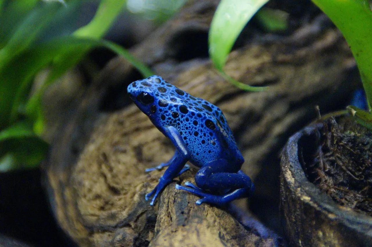 Les plus belles grenouilles qui peuvent tuer un Homme