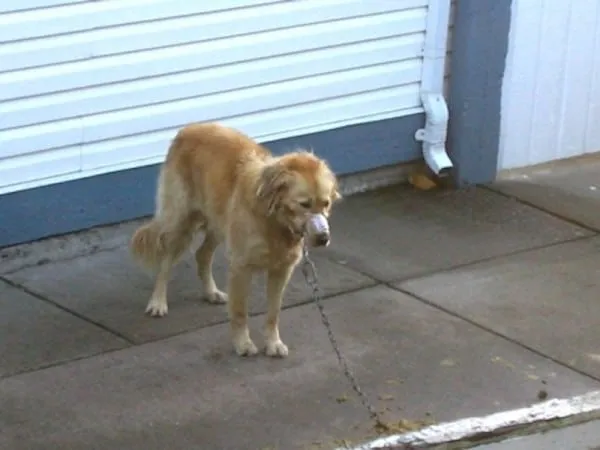 Alfie 600x450