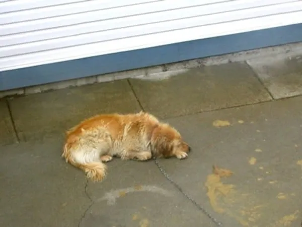 Alfie5