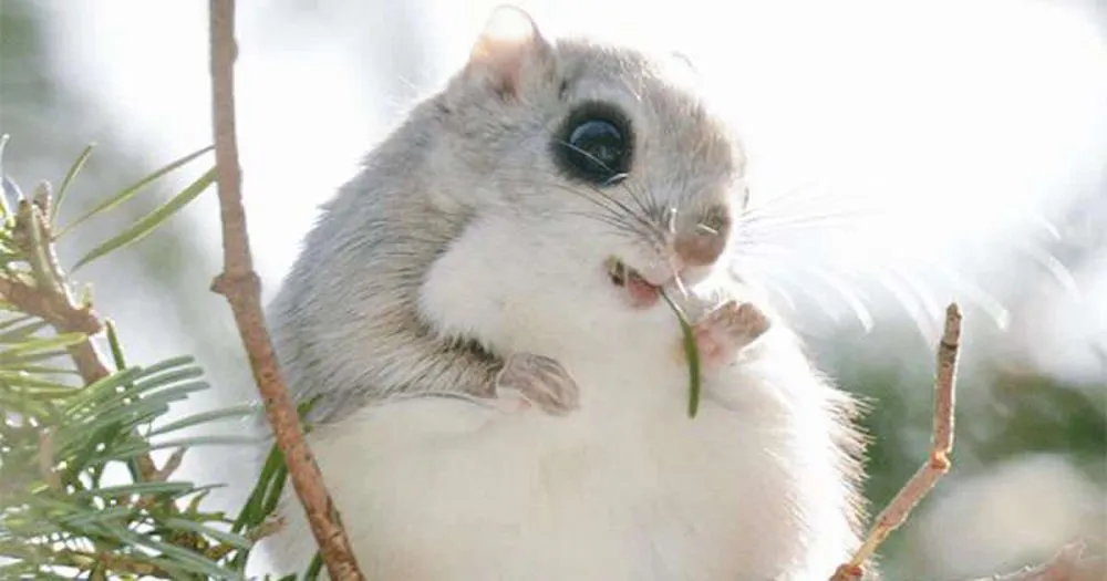 L’île d’Hokkaido, au Japon, est la demeure de 7 animaux adorables et extraordinaires.