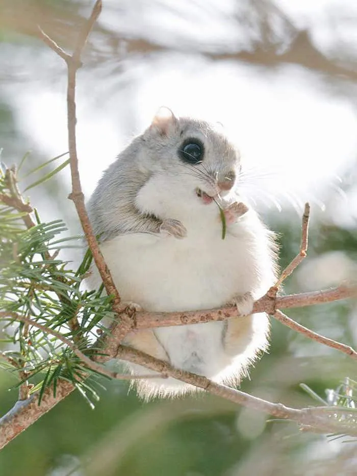 Animaux hokkaido 1