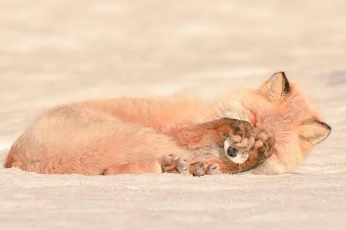 Animaux hokkaido 12