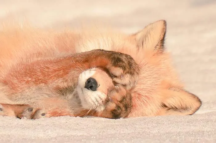 Animaux hokkaido 14