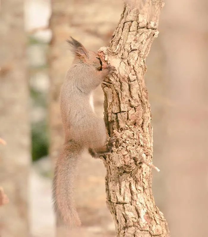 Animaux hokkaido 16