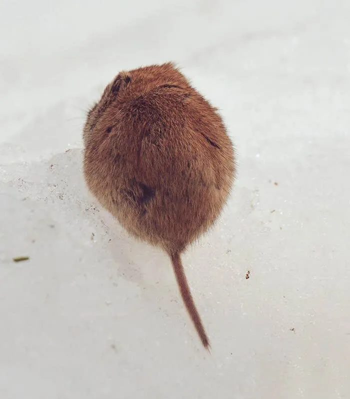 Animaux hokkaido 18