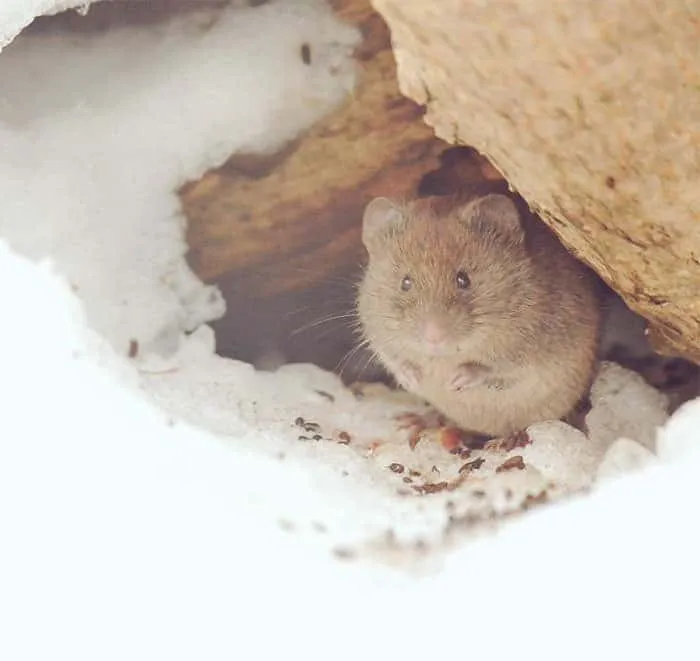 Animaux hokkaido 19
