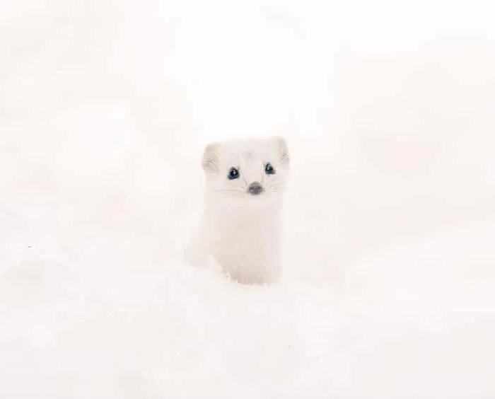 Animaux hokkaido 20