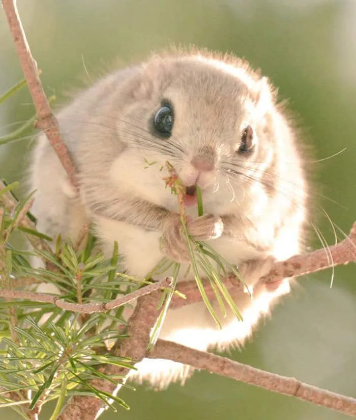 Animaux hokkaido 2