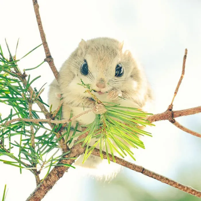 Animaux hokkaido 4