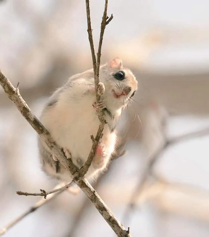Animaux hokkaido 8