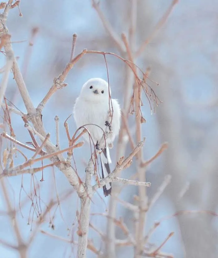 Animaux hokkaido 10