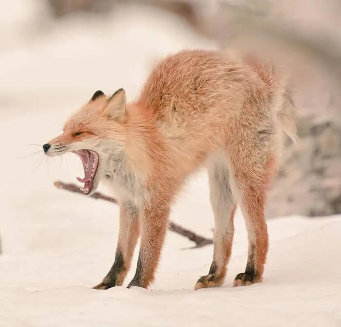 Animaux hokkaido 11