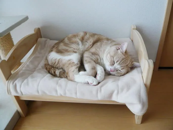 Lit ikea pour chat 1