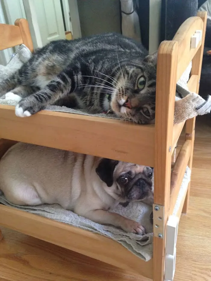 Lit ikea pour chat 11