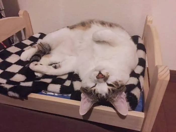Lit ikea pour chat 13