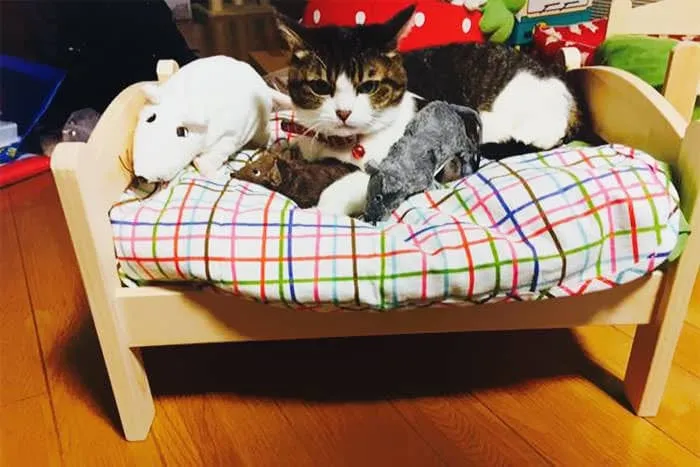 Lit ikea pour chat 14