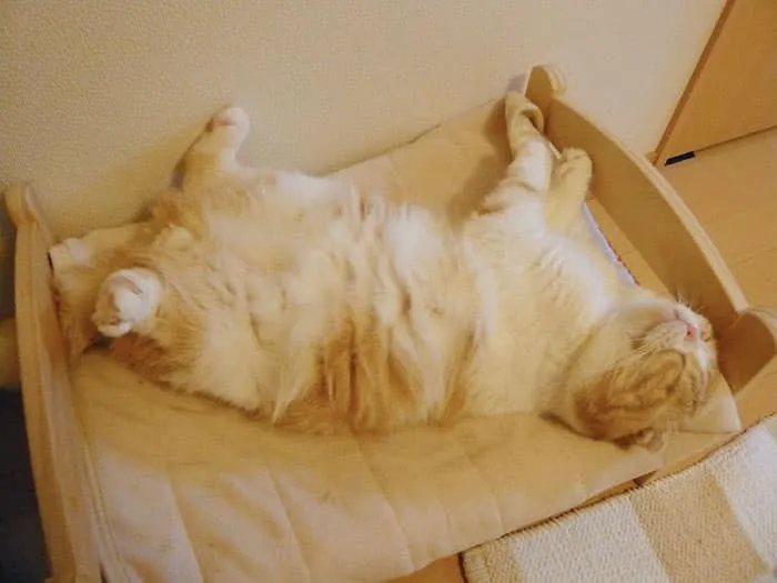 Lit ikea pour chat 4