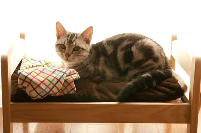Lit ikea pour chat 8