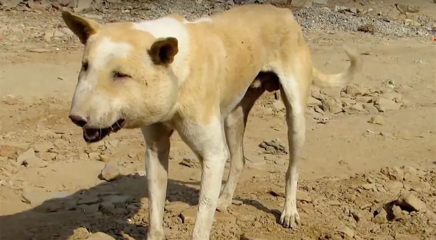 Lorsque ce chien errant s’est approché, ils n’en ont pas cru leurs yeux… Oh mon dieu