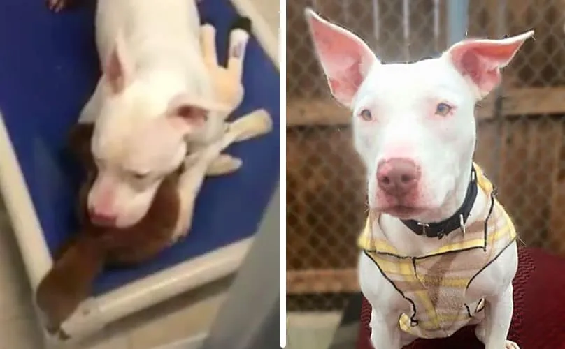 Laissée seule après que son meilleur ami ait été adopté, une femelle pitbull sourde console son chagrin dans les bras d’un animal en peluche.