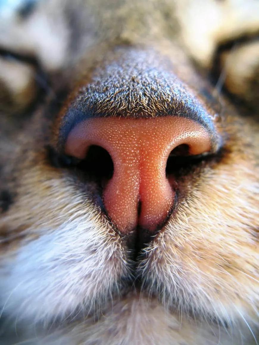 Meme les amateurs de chats 02