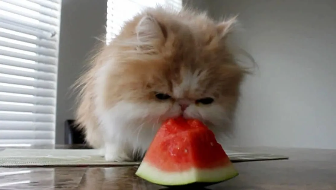 Meme les amateurs de chats 12