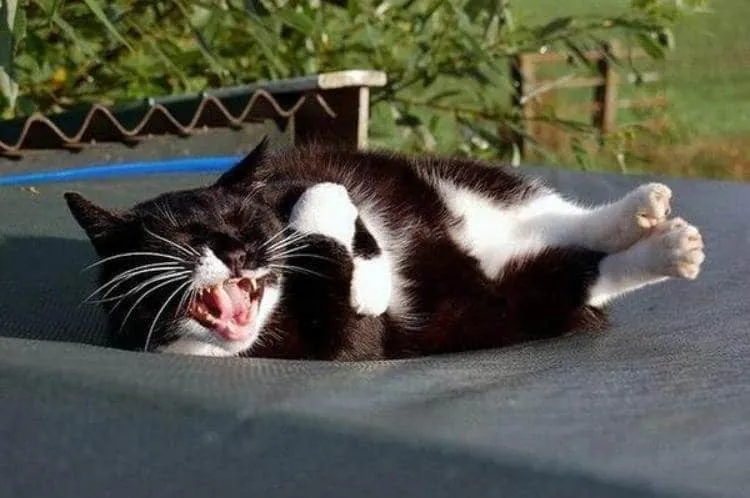 Meme les amateurs de chats 14