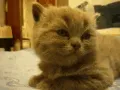 Meme les amateurs de chats 15