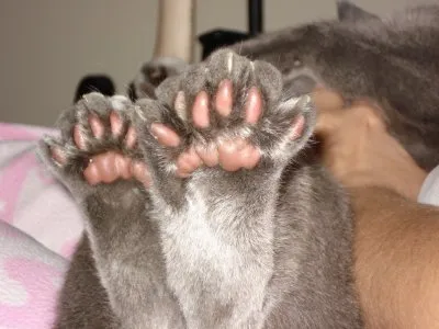 Meme les amateurs de chats 23
