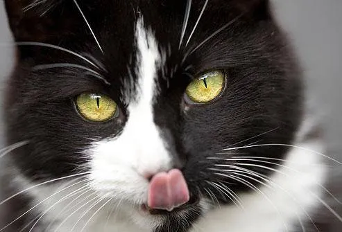 Meme les amateurs de chats 03