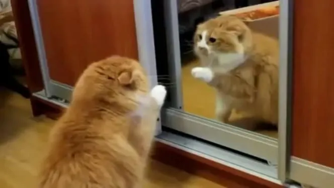 Meme les amateurs de chats 04