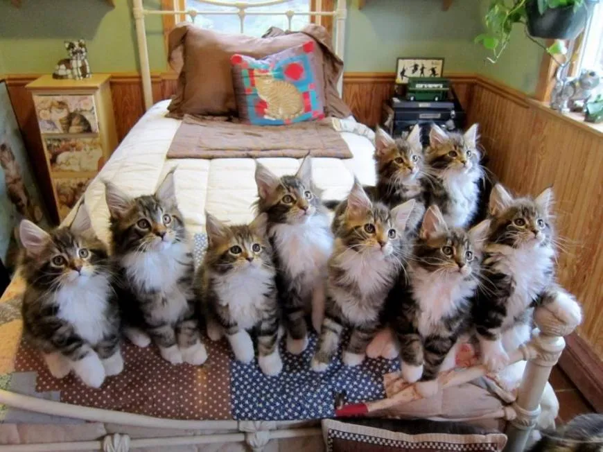Meme les amateurs de chats 05