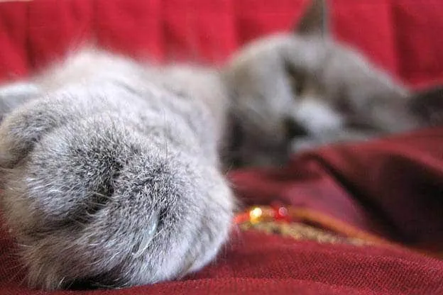 Meme les amateurs de chats 06